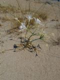 Pancratium maritimum